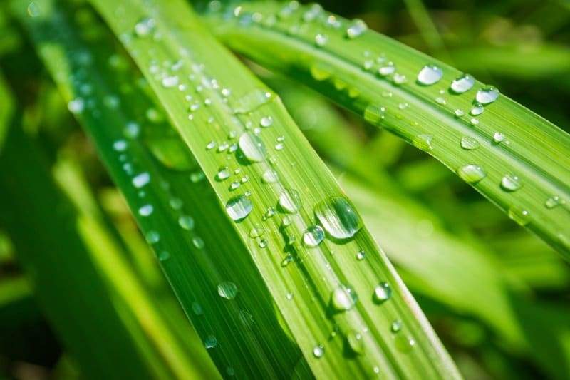 Lemon Grass