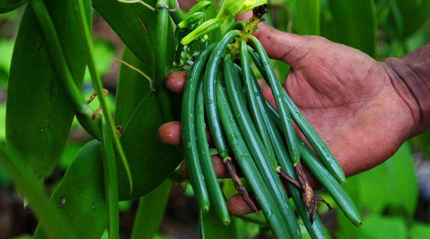 Vanilla Planifolia